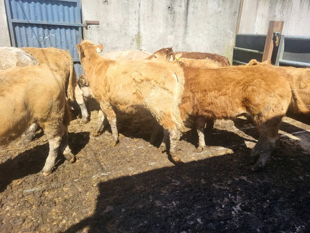 7 heifers - Image 3