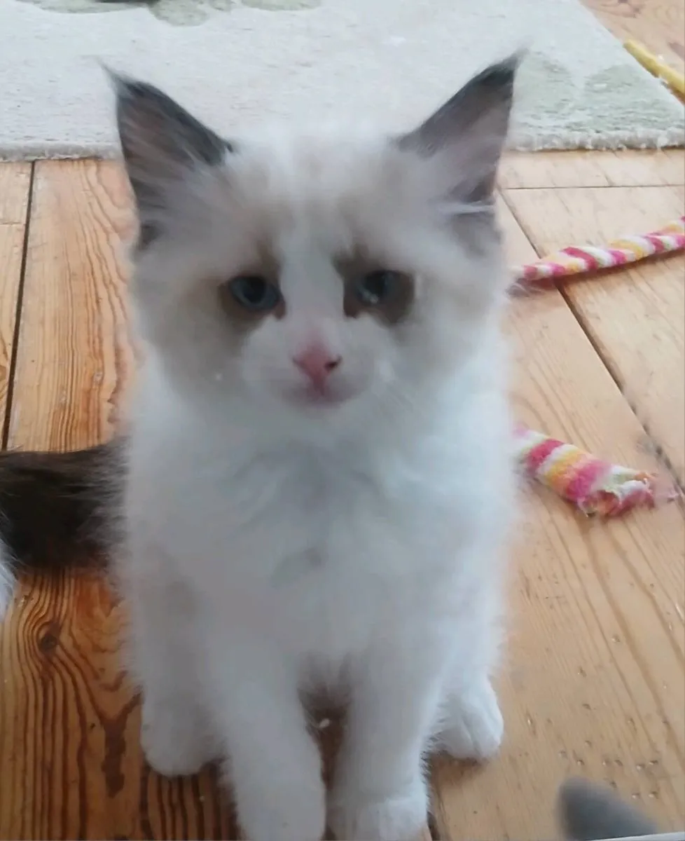 Ragdoll kittens - Image 4