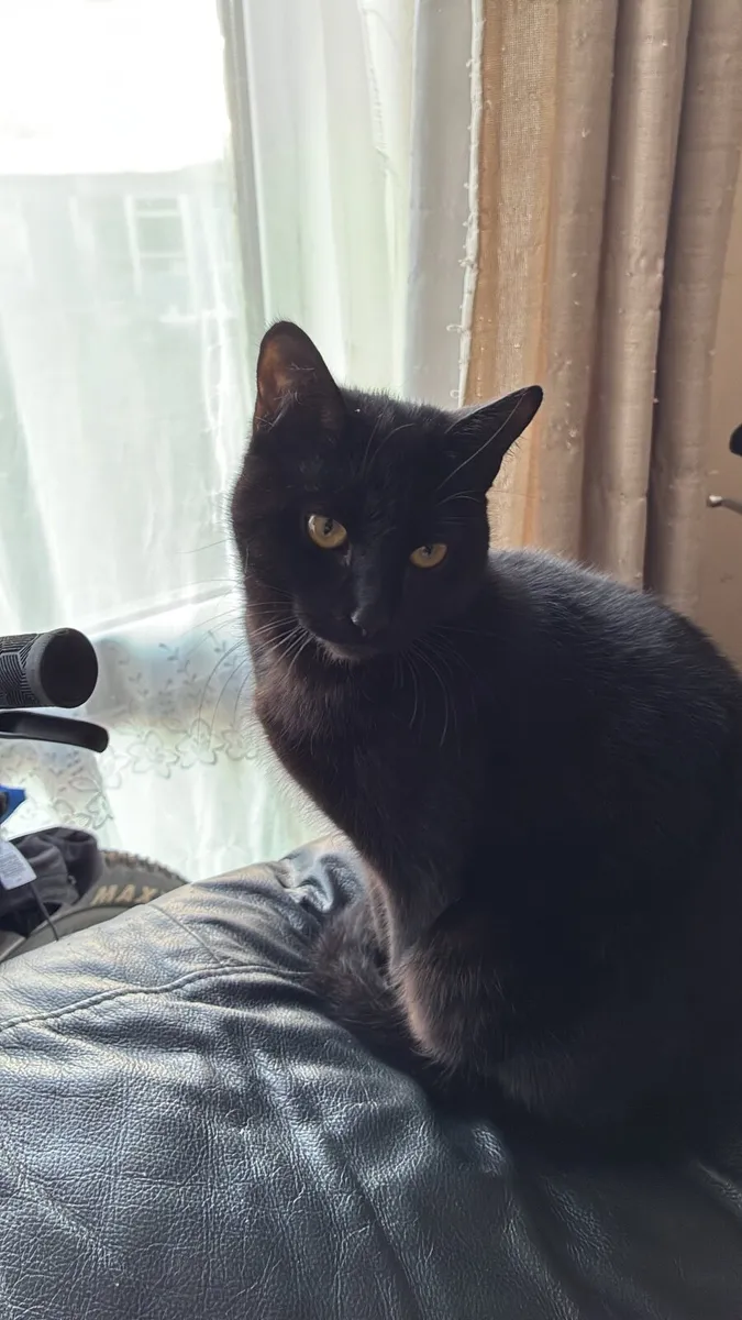 Cat - Image 1