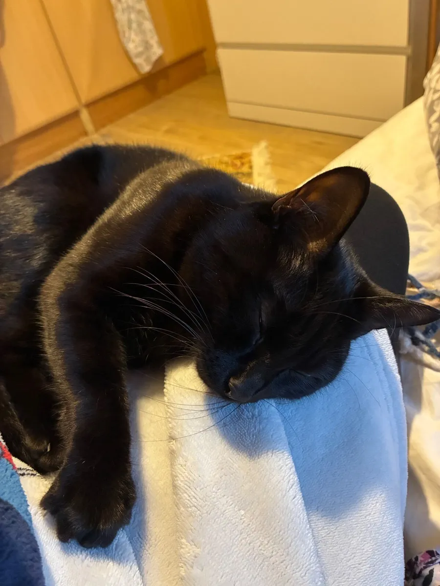 Cat - Image 2