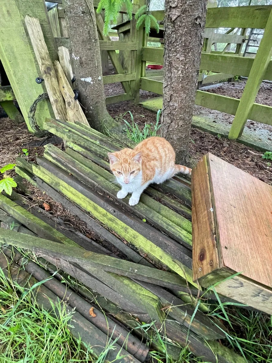 Cats - Image 3
