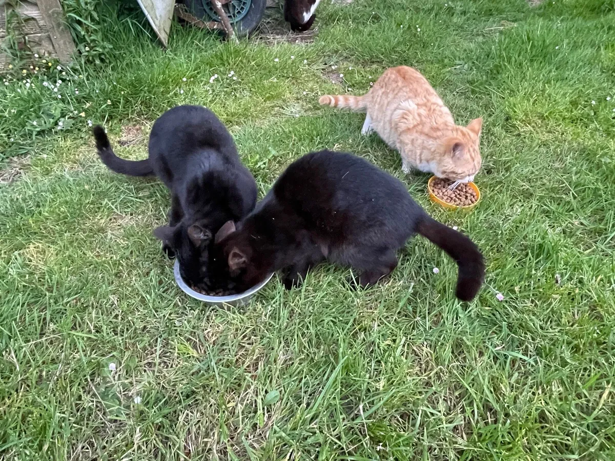 Cats - Image 4