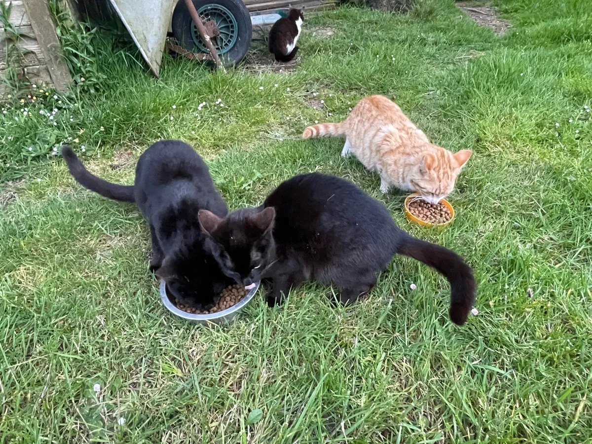 Cats - Image 1