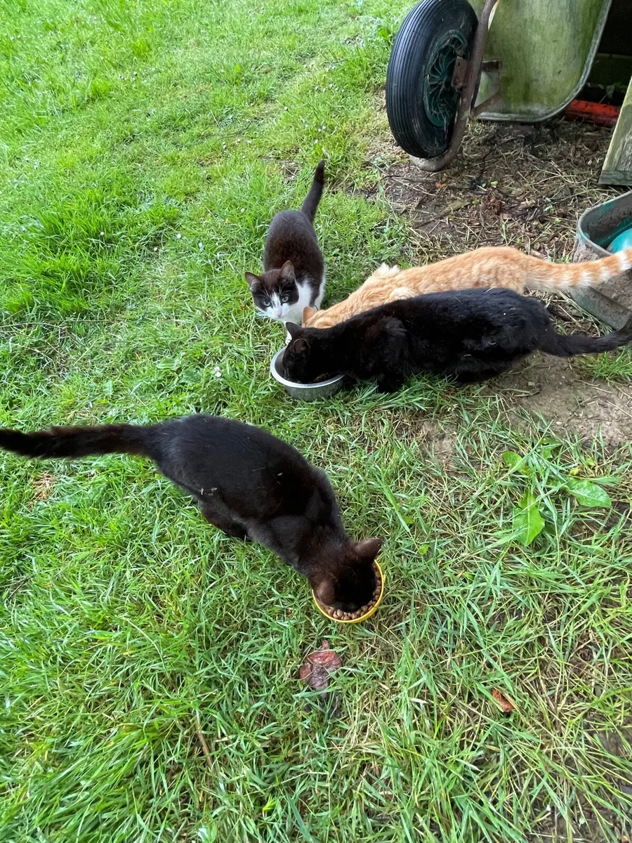 Cats - Image 2