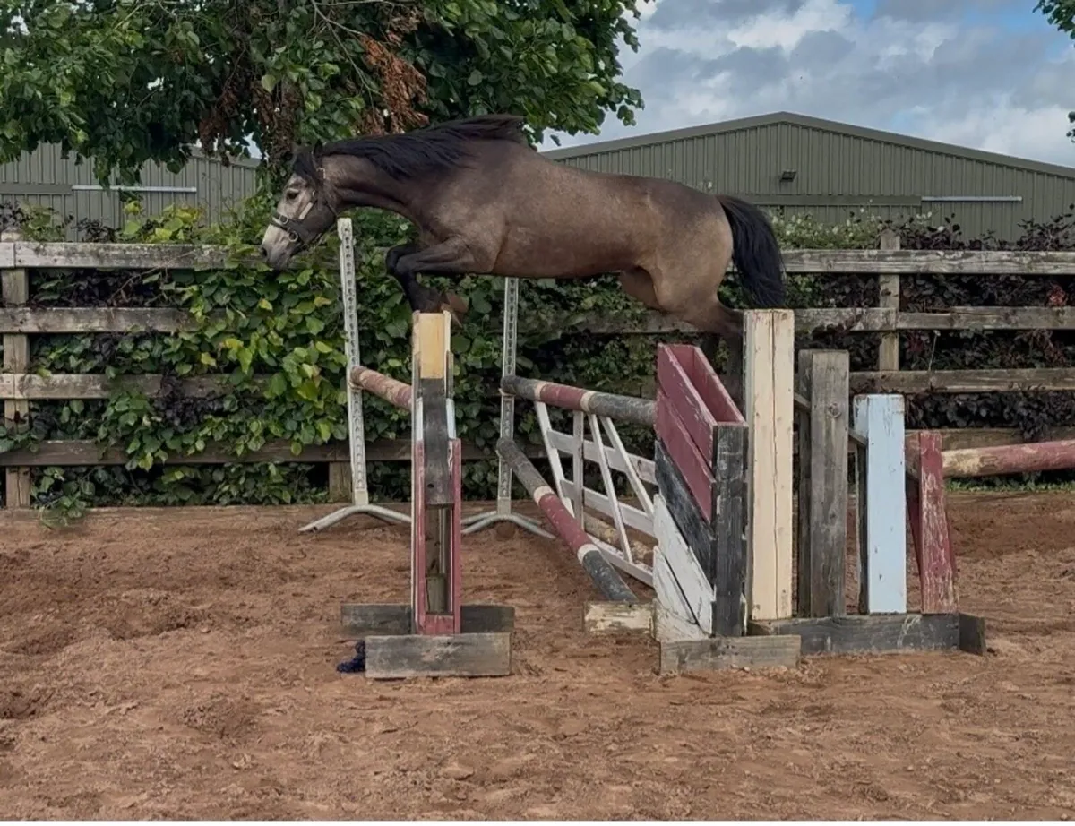 Top potential Connemara gelding - Image 1