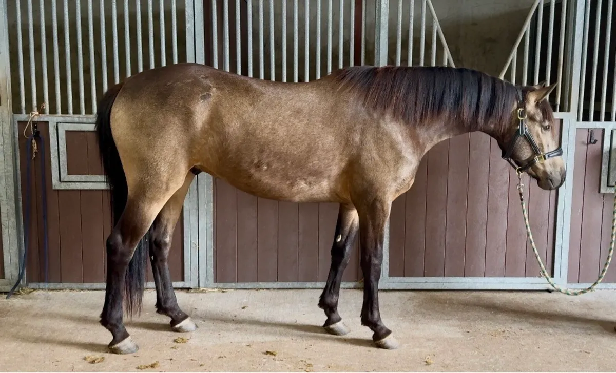 Top potential Connemara gelding - Image 2