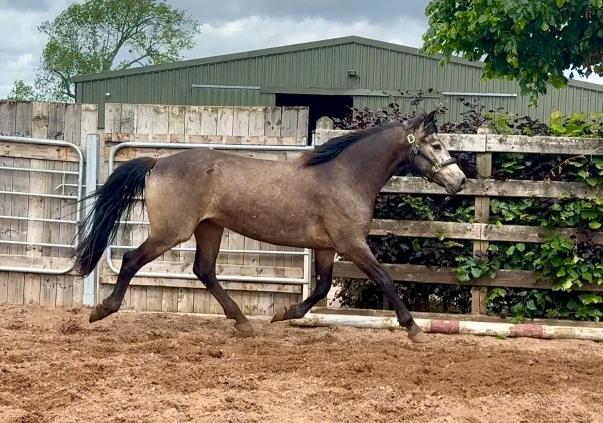 Top potential Connemara gelding - Image 3