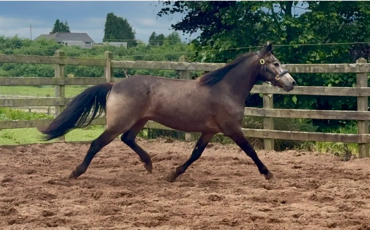 Top potential Connemara gelding - Image 4