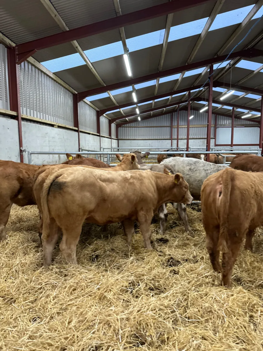 Charolais and lim store heifers - Image 2
