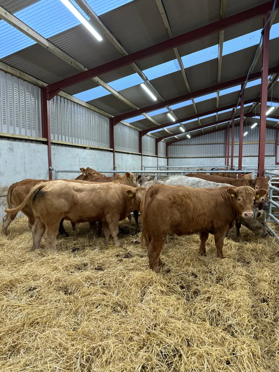 Charolais and lim store heifers - Image 1