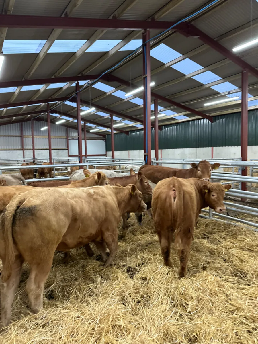 Charolais and lim store heifers - Image 4