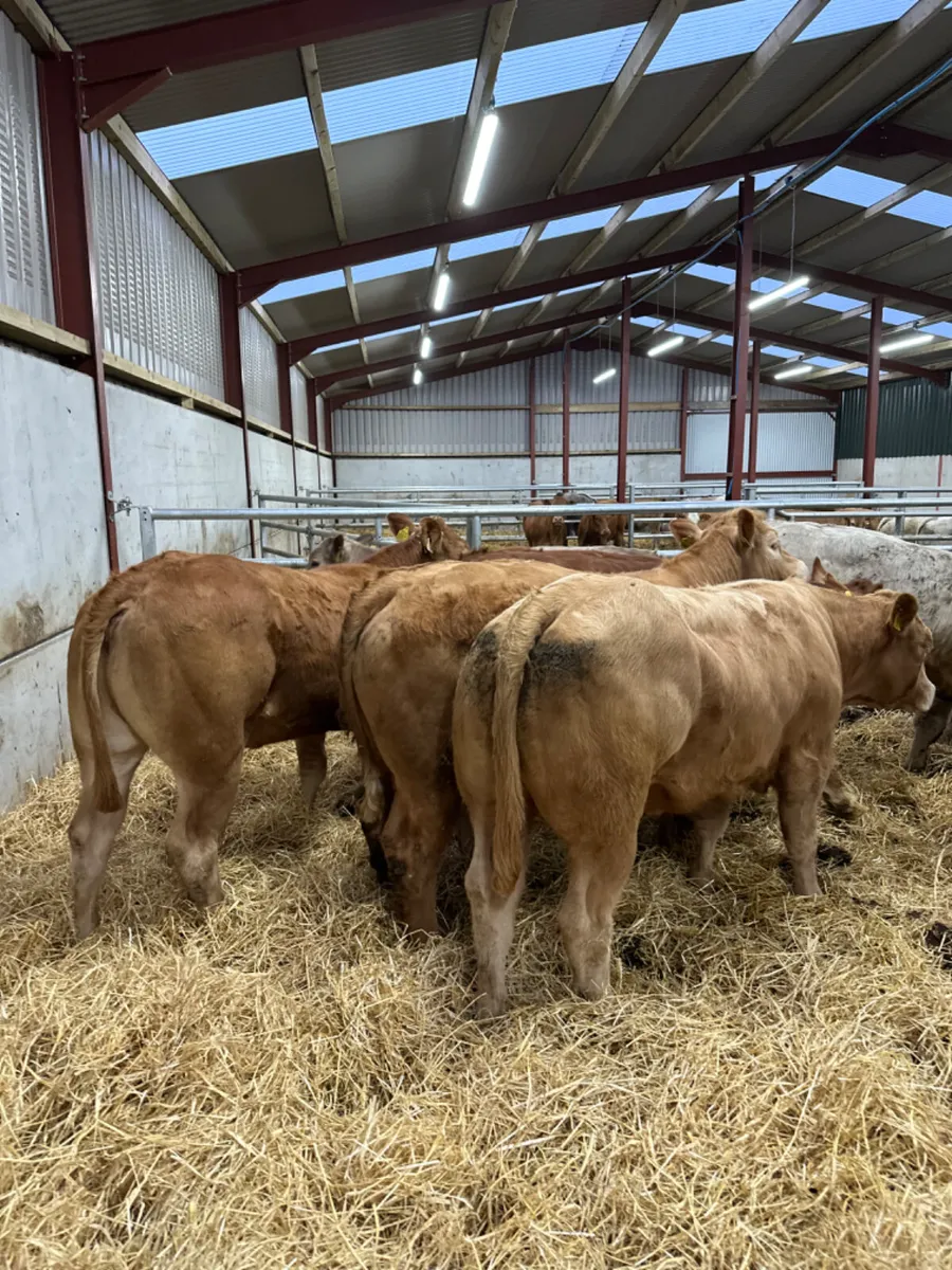 Charolais and lim store heifers - Image 3