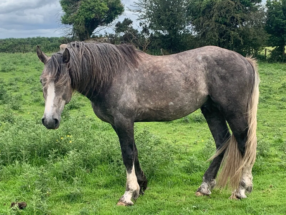 RID colt 4 year old - Image 2
