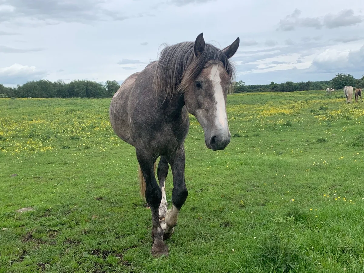 RID colt 4 year old - Image 3