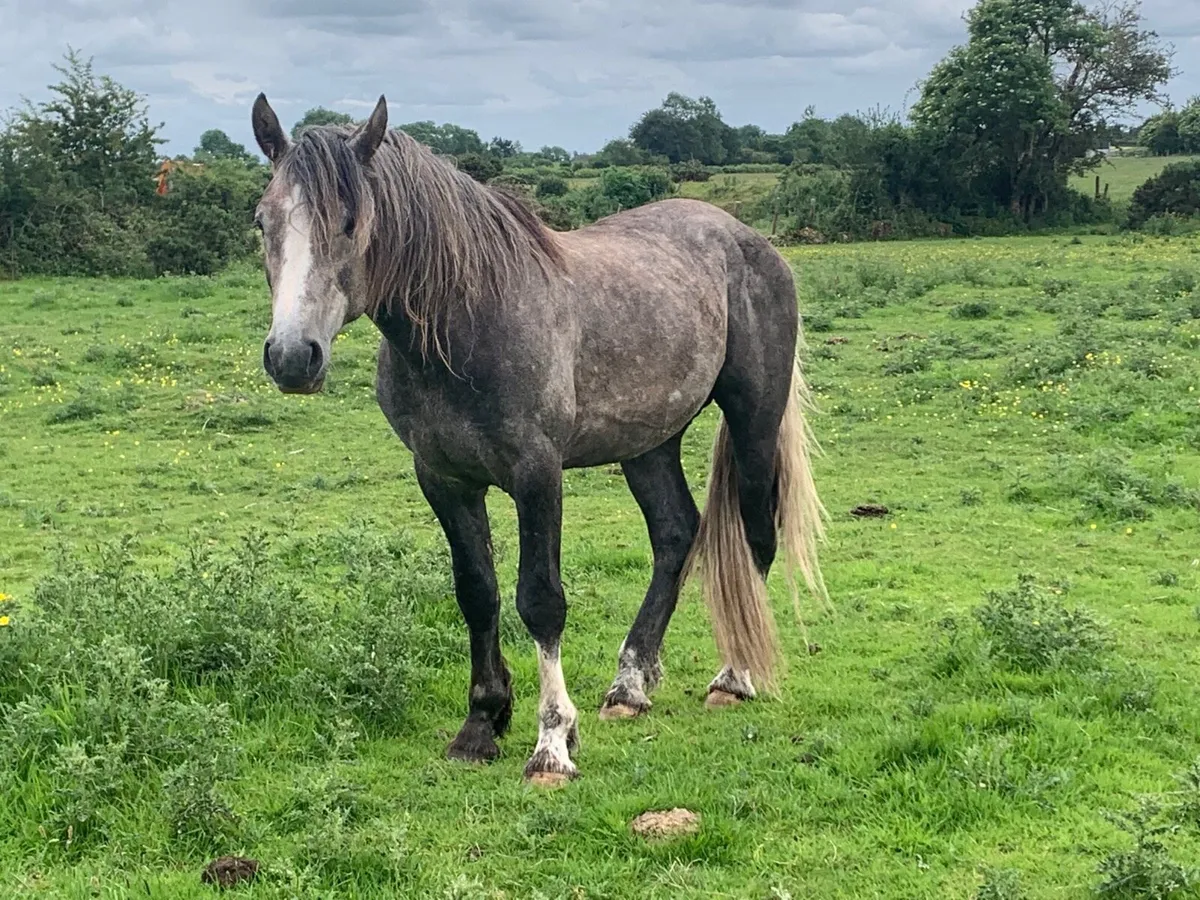 RID colt 4 year old - Image 1