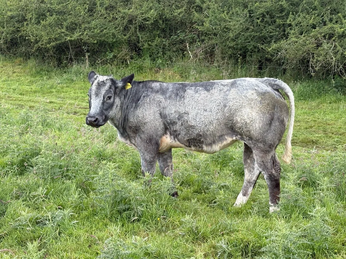 Organic Heifer - Image 2