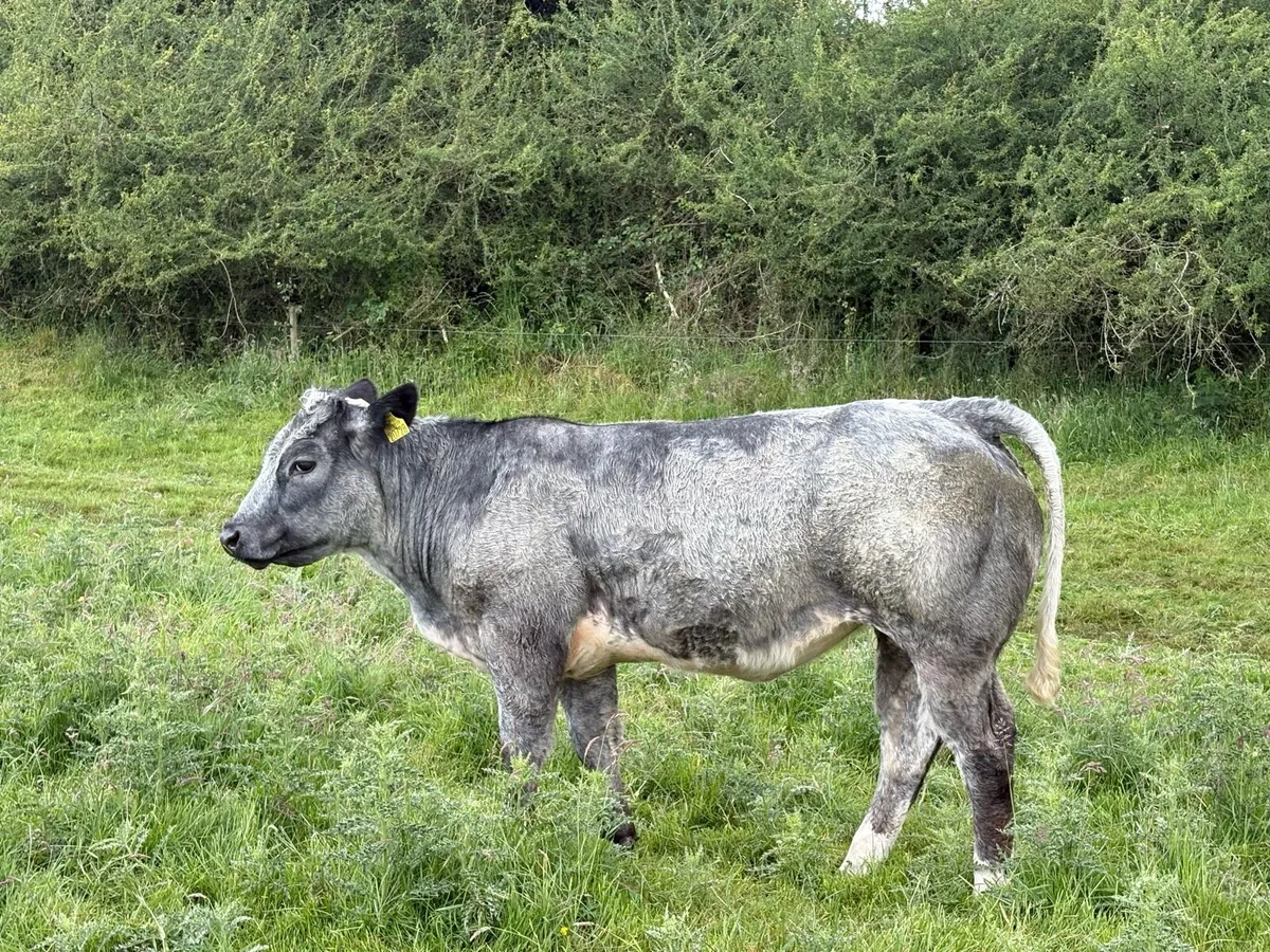 Organic Heifer - Image 1
