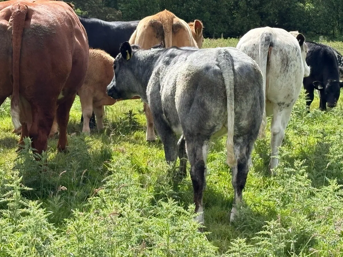 Organic Heifer - Image 3