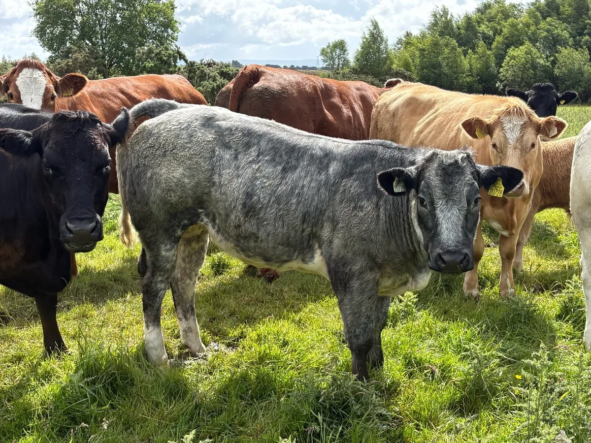 Organic Heifer - Image 4