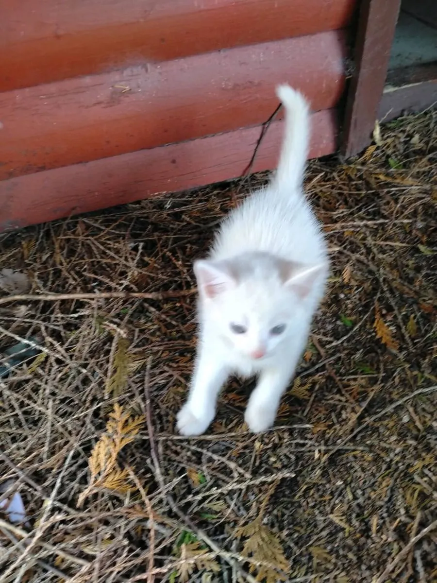1 white kitten left - Image 2