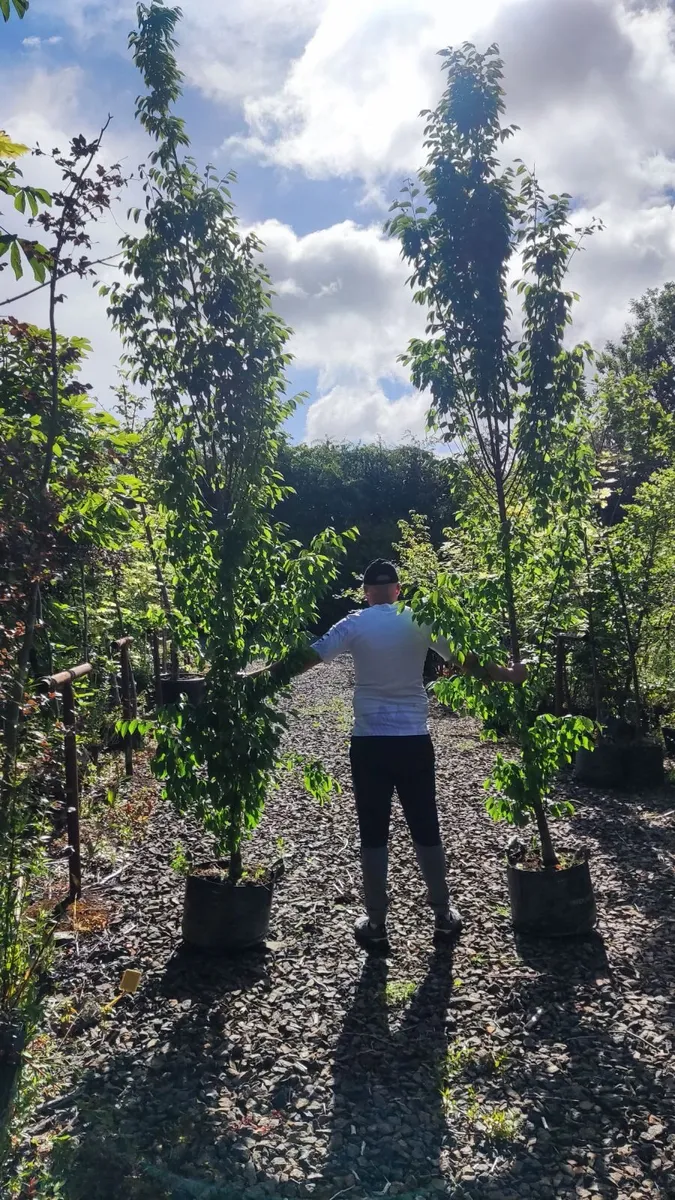 Upright Hornbeam trees 10..12ft - Image 1