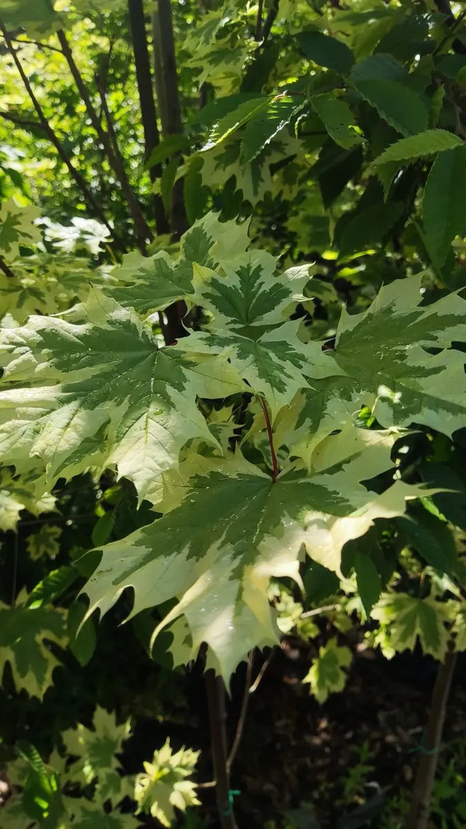 Upright Hornbeam trees 10..12ft - Image 3