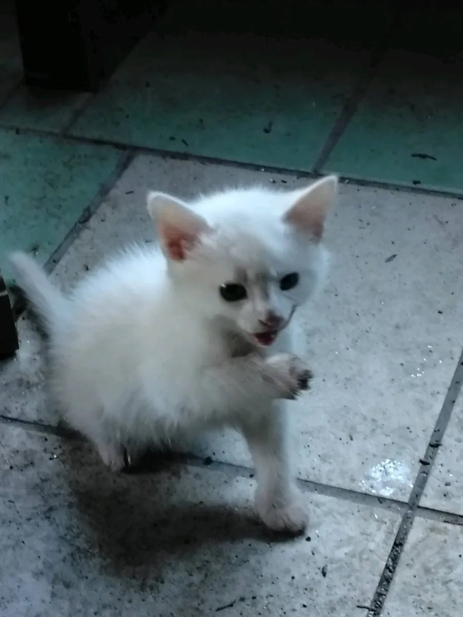 1 white kitten left - Image 1