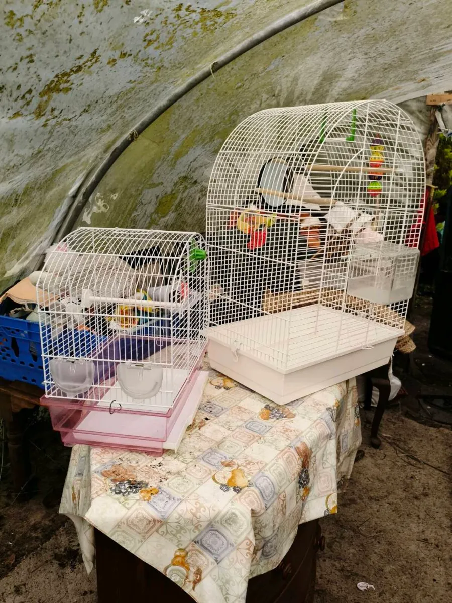 Bird cages need gone 40 both - Image 2