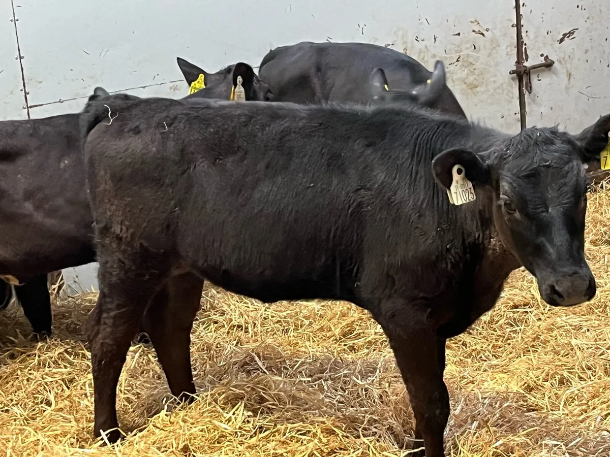 Super ANGUS & HEREFORD Heifer Runners - Image 2