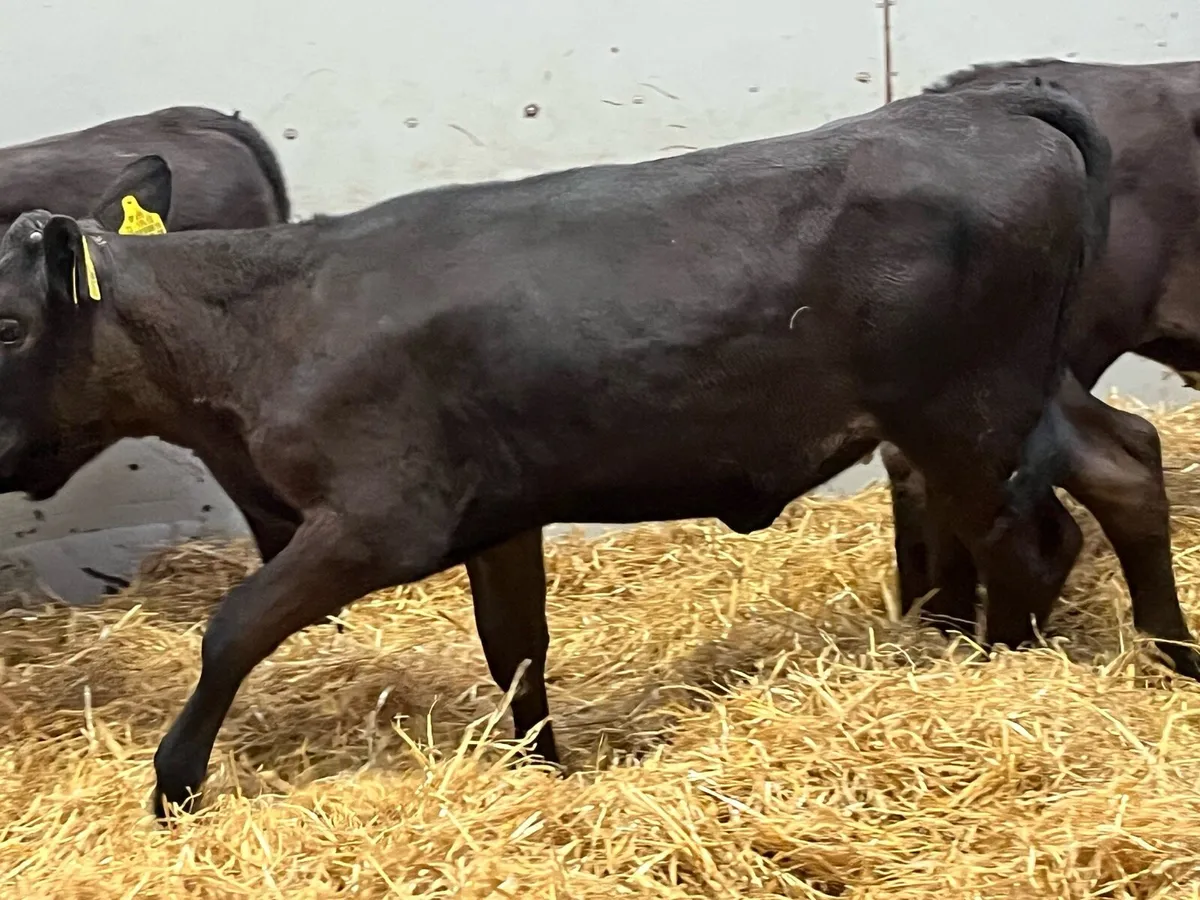 Super ANGUS & HEREFORD Heifer Runners - Image 3