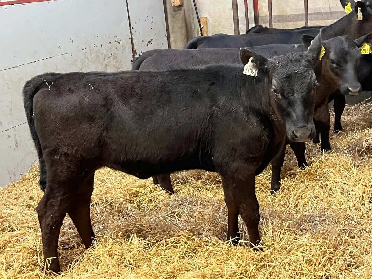 Super ANGUS & HEREFORD Heifer Runners - Image 4