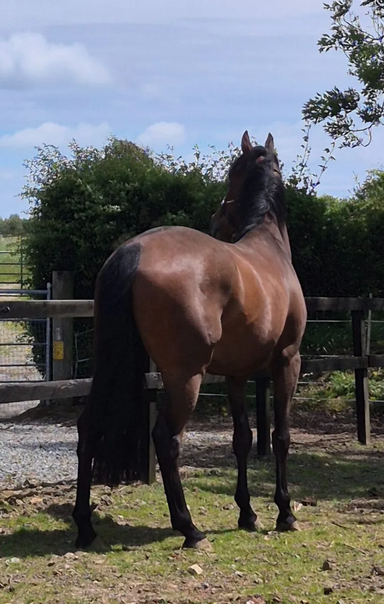 Thoroughbred gelding - Image 2