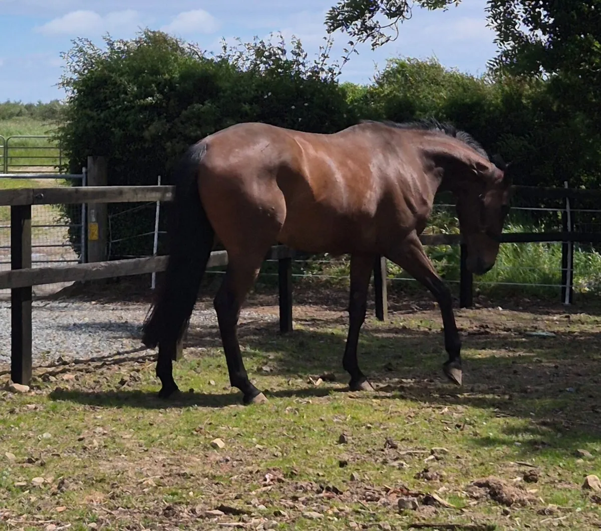 Thoroughbred gelding - Image 3