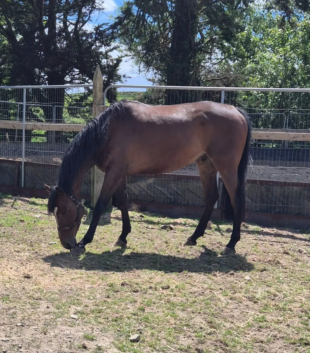 Thoroughbred gelding - Image 4