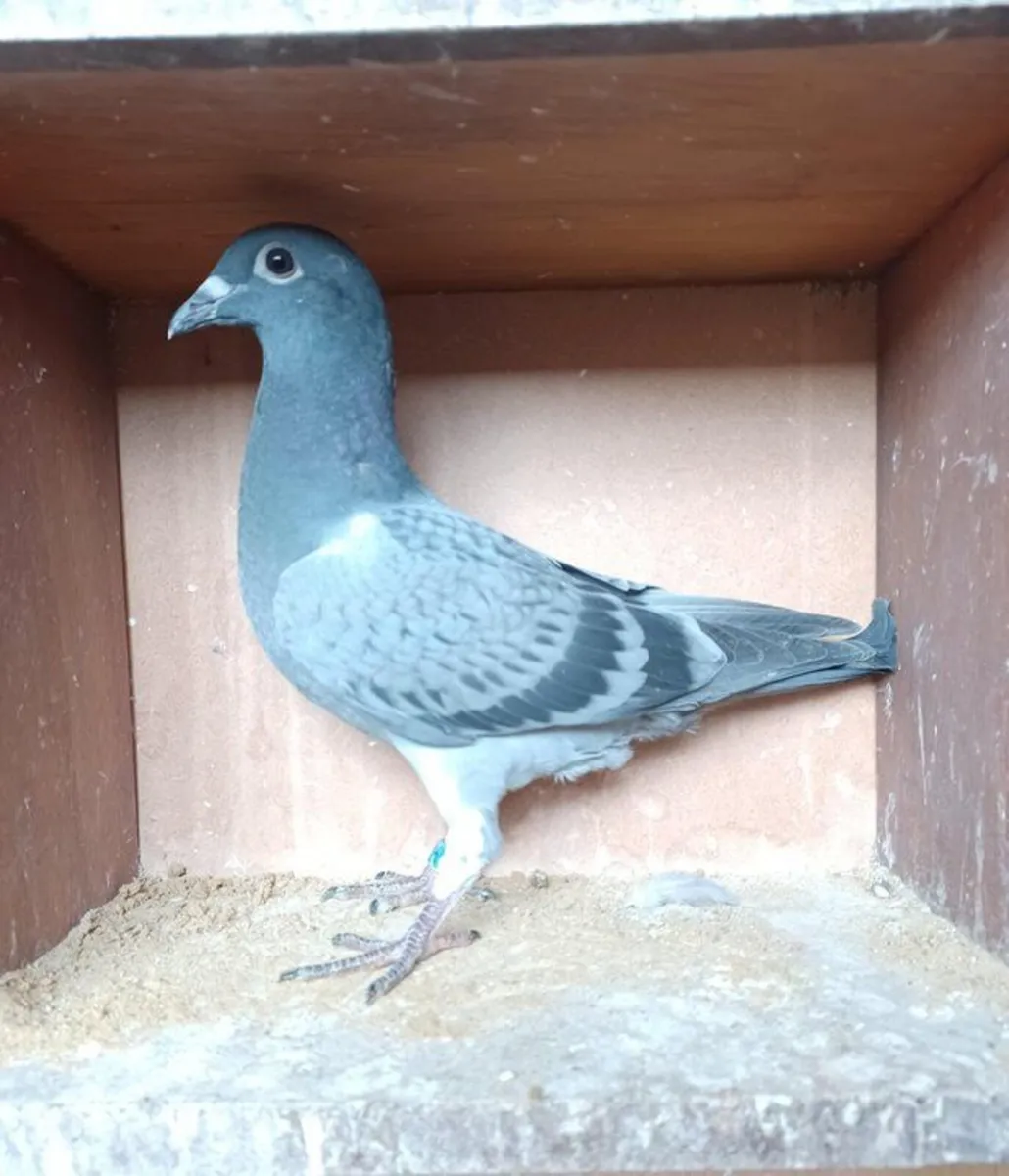 Homing Pigeons for Sale - Image 1