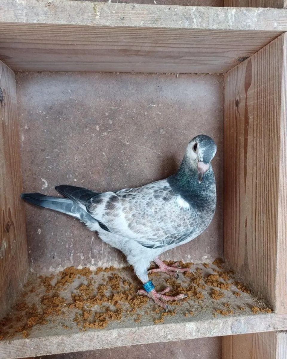 Homing Pigeons for Sale - Image 2