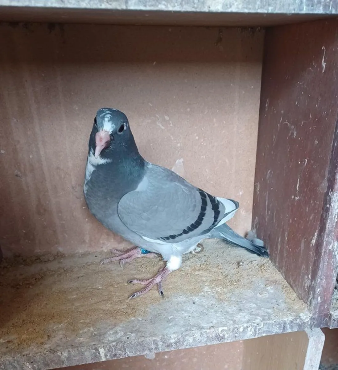 Homing Pigeons for Sale - Image 3