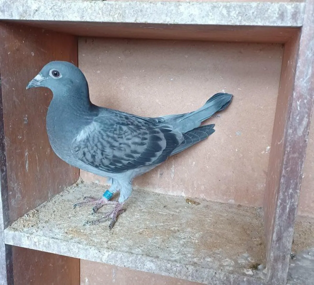 Homing Pigeons for Sale - Image 4