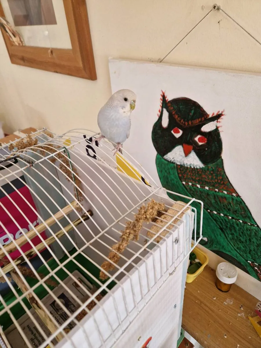 Bird cage food . extras budgie - Image 1