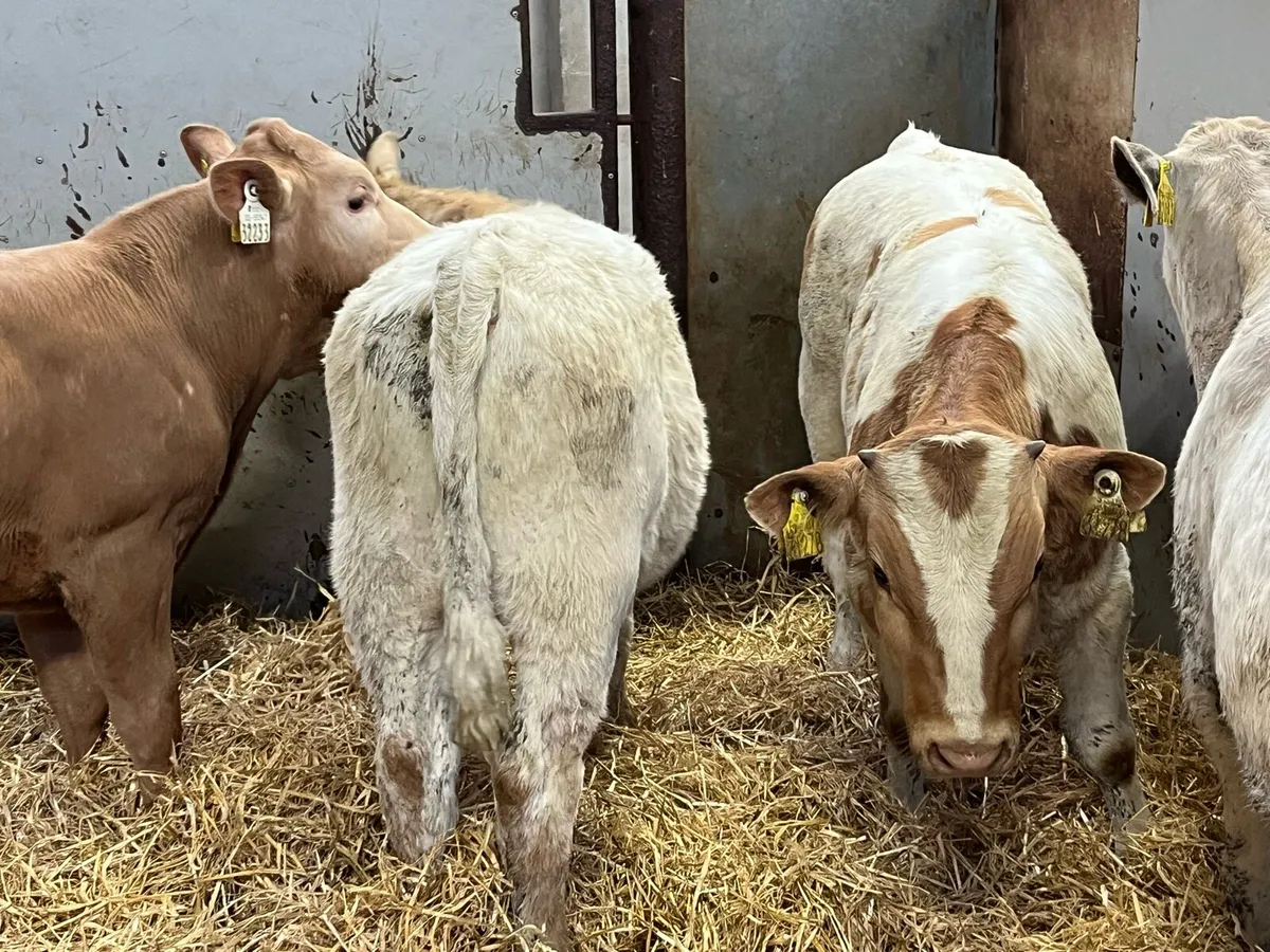 Super 200kg Charolais Bull Runners - Image 2