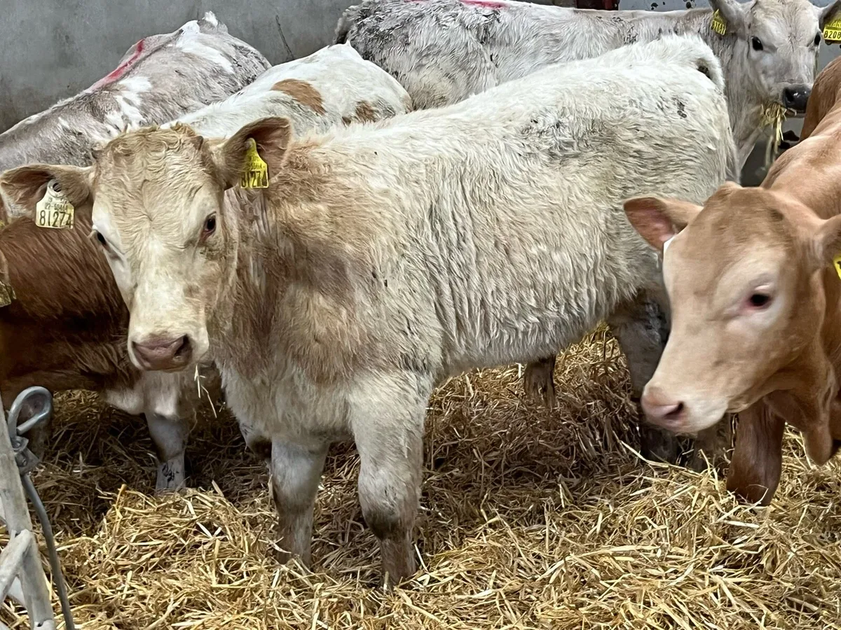 Super 200kg Charolais Bull Runners - Image 1
