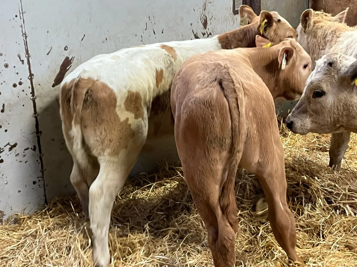 Super 200kg Charolais Bull Runners - Image 3