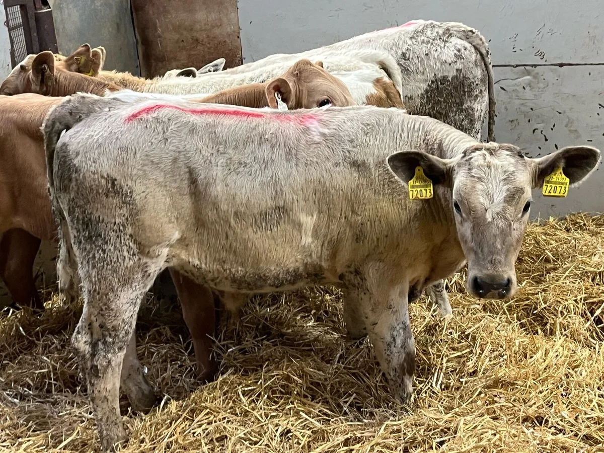Super 200kg Charolais Bull Runners - Image 4
