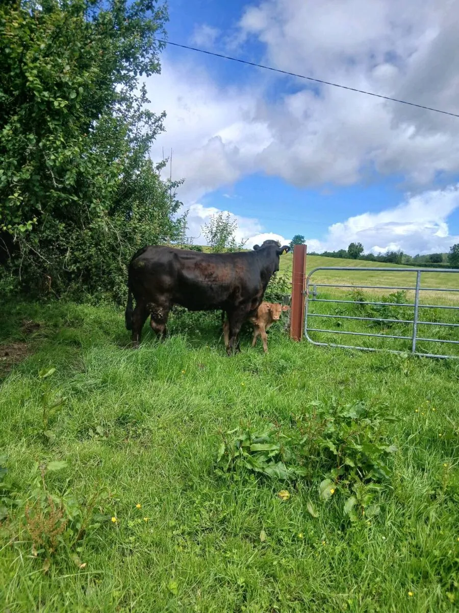 Blue heifer and heifer calf - Image 1