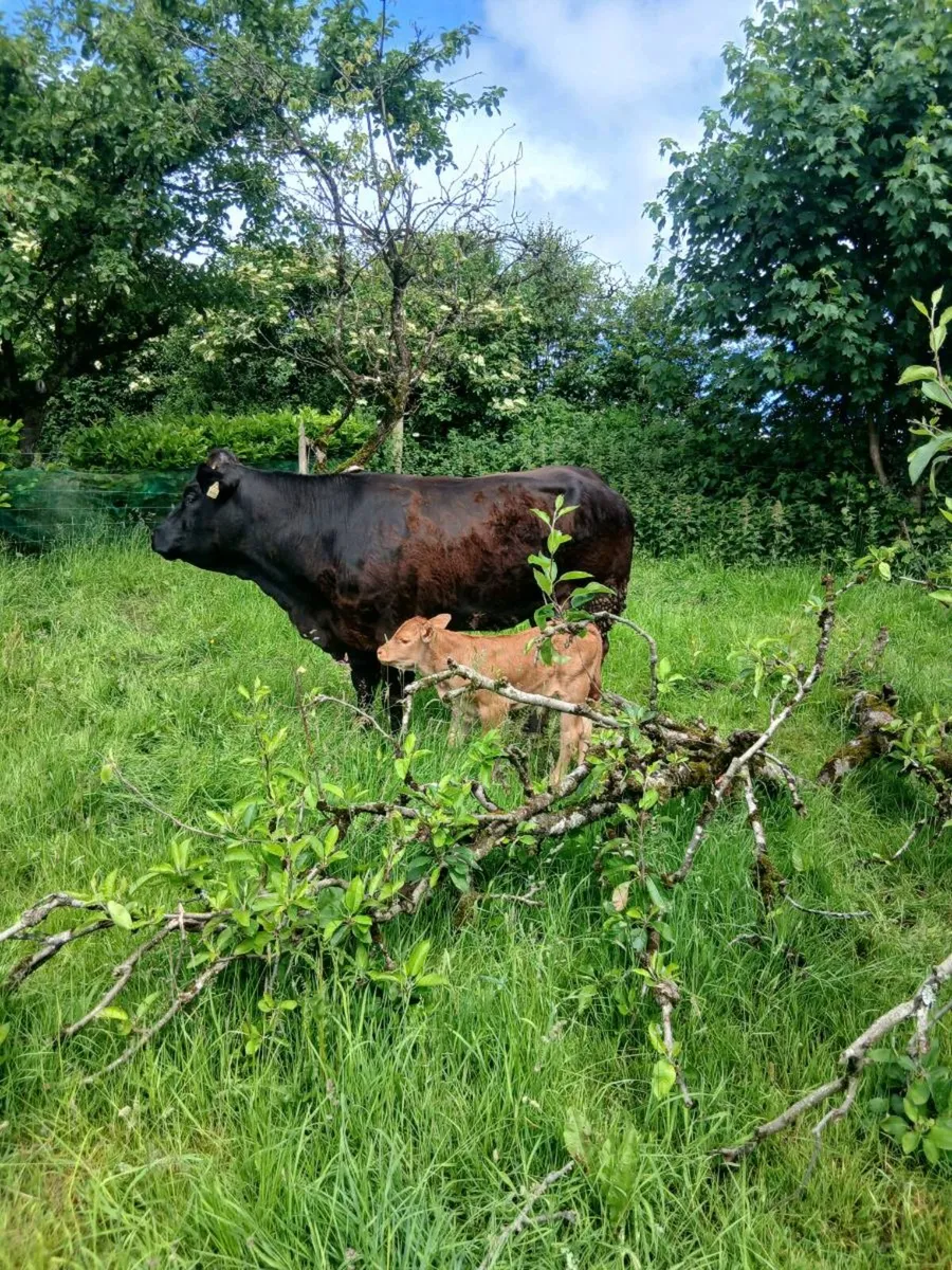 Blue heifer and heifer calf - Image 3