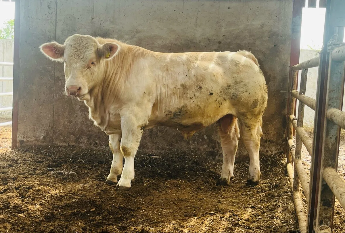 CH Bull (SCEP & E Calver) - Image 1