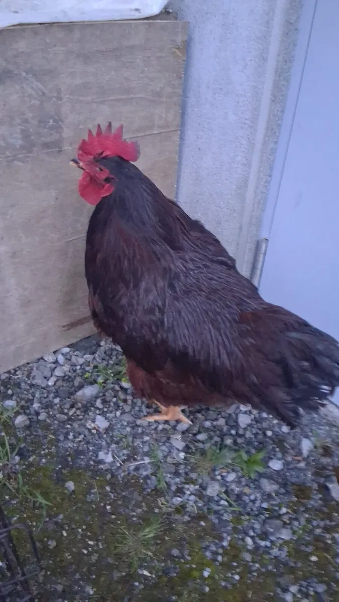 Rhode island red rooster - Image 1