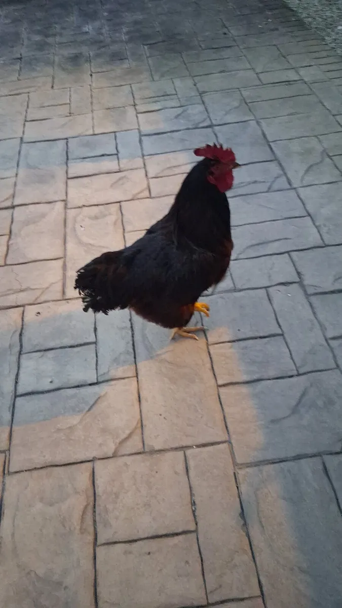 Rhode island red rooster - Image 2