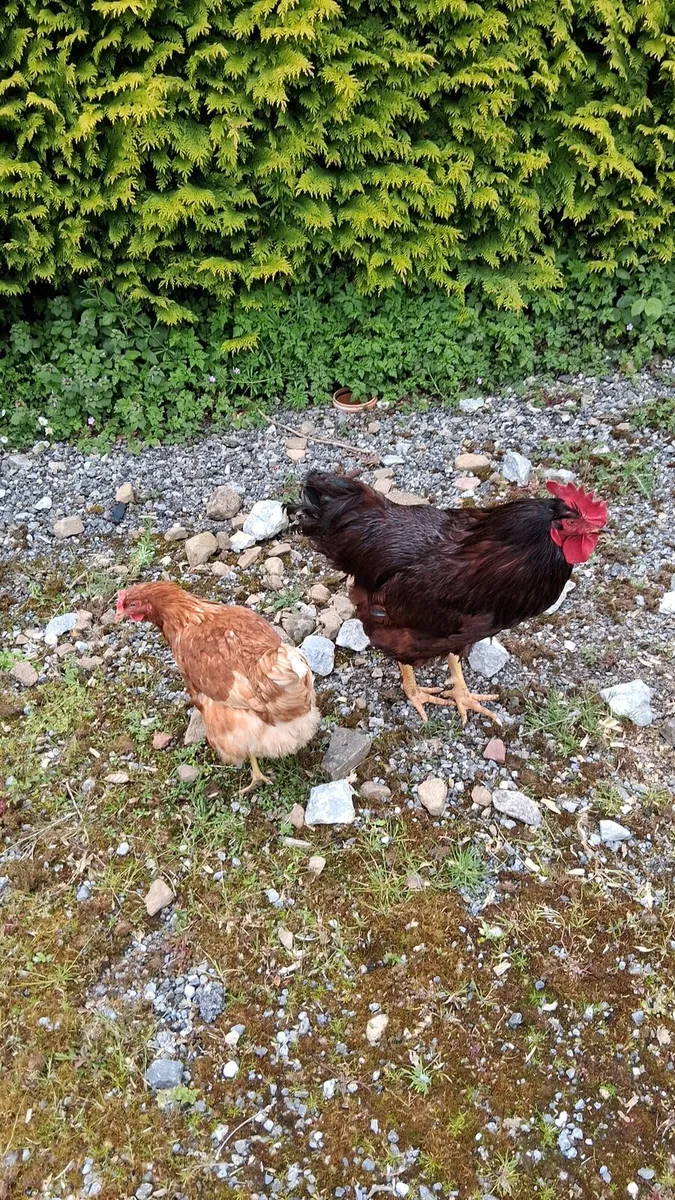 Rhode island red rooster - Image 3