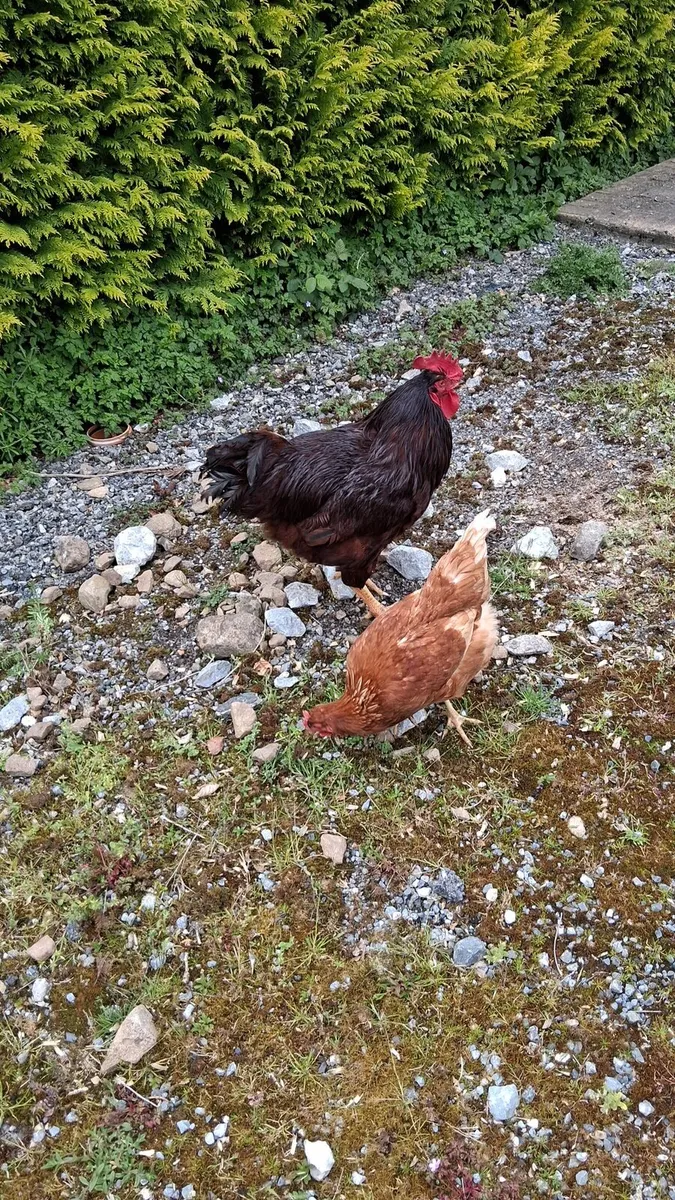 Rhode island red rooster - Image 4